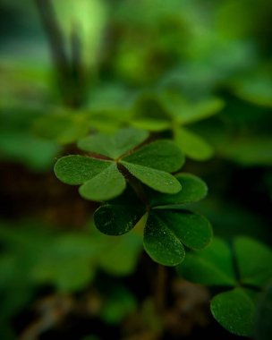 Canlı yeşil yonca yapraklı yonca yoncalarının yakın çekimi, şans, büyüme ve doğanın güzelliğini sembolize eder, taze bir arka plana karşı kurulur..