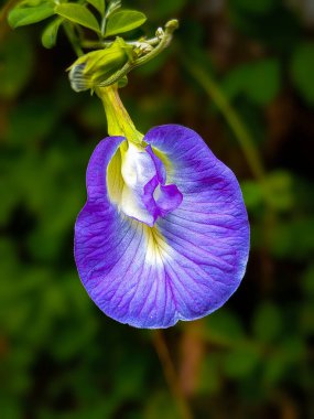 A vibrant close-up of butterfly pea flowers, their vivid blue and purple petals symbolizing nature's brilliance. Known for their use in ayurvedic medicine and healthy beverages, these blossoms boast antioxidants and natural food coloring properties. clipart