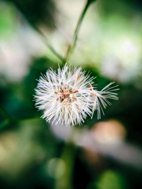 A delicate close-up of a dandelion blowball and little ironweeds, capturing their soft, feathery seeds against a vibrant green background. clipart