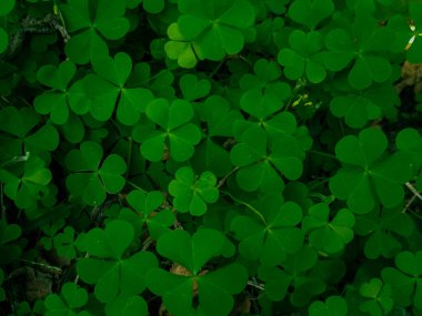 Bereketli yeşil yonca ve yonca yapraklarından oluşan canlı bir yakın çekim nemli bir orman ortamında gelişiyor. Kalp şeklindeki güzellikleri, parlak bir yaz gününde şans, yenilenme ve neşeyi simgeler..