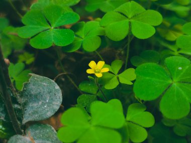 Bereketli yeşil yonca ve yonca yapraklarından oluşan canlı bir yakın çekim nemli bir orman ortamında gelişiyor. Kalp şeklindeki güzellikleri, parlak bir yaz gününde şans, yenilenme ve neşeyi simgeler..