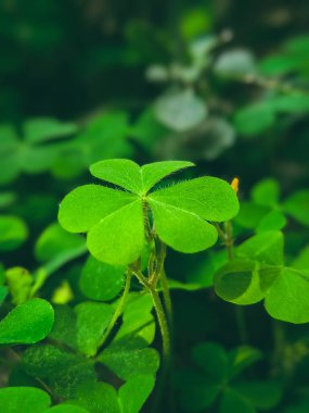 Bereketli yeşil yonca ve yonca yapraklarından oluşan canlı bir yakın çekim nemli bir orman ortamında gelişiyor. Kalp şeklindeki güzellikleri, parlak bir yaz gününde şans, yenilenme ve neşeyi simgeler..