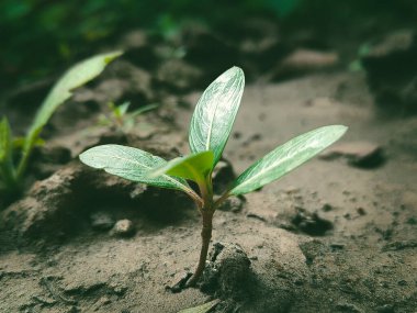 Bereketli topraktan filizlenen taze yeşil filizlenme, büyümeyi, sürdürülebilirliği ve tarım, bahçıvanlık ve çevresel bakımda yeni başlangıçları sembolize eder..