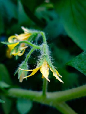 Karmaşık dokuları olan canlı yeşil yaprakların yakın çekimi, koyu bir arkaplan üzerine kurulmuş. Doğa, botanik ve mevsimsel tasarımlar için mükemmel.