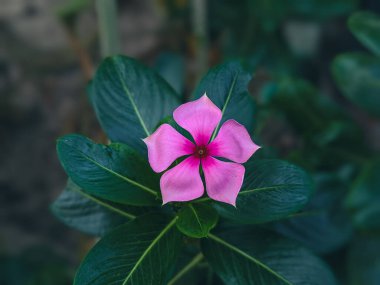 Madagaskar Periwinkle (Catharanthus Roseus) 'un narin pembe çiçekleri ve yemyeşil yapraklarıyla estetik yakın çekimi. Ayurveda 'da kullanılan bir şifalı bitki, canlı, doğal bir arka planı olan tropikal bir bahçede yetişiyor..