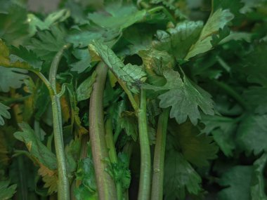 Taze kişniş yaprakları canlı yeşil renkler ve narin dokular sergiliyor. Çeşitli mutfaklarda baharat, süsleme ve yemek pişirmede kullanılan besleyici bir bitki..