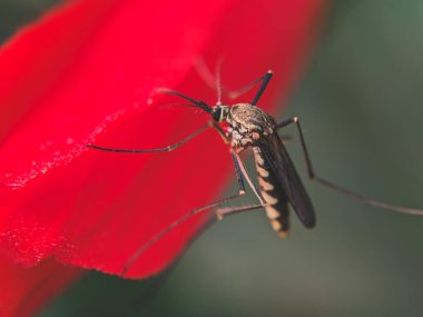 Yeşil yapraklı bir sivrisineğin makro yakın çekimi kanatlarını, bacaklarını ve hortumlarını renklendiriyor. Sıtma, dang, chikungunya ve tropikal bölgelerdeki diğer enfeksiyonlara bağlı hastalık taşıyan bir böcek..