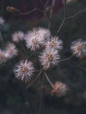 Küçük Ironweed Cyanthillium Cinereum 'un canlı makro çekimi narin pembe ve mor çiçekleri, gösterişli doğa güzelliği, tropikal bitki örtüsü ve açık hava ortamında botanik zarafeti..