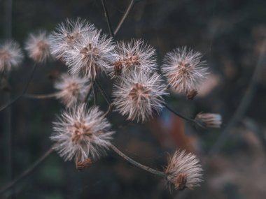 Vibrant macro shot of Little Ironweed Cyanthillium cinereum with delicate pink and purple blooms, showcasing natures beauty, tropical flora, and botanical elegance in a lush outdoor setting. clipart