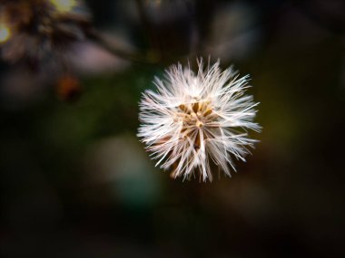 Küçük Ironweed Cyanthillium Cinereum 'un canlı makro çekimi narin pembe ve mor çiçekleri, gösterişli doğa güzelliği, tropikal bitki örtüsü ve açık hava ortamında botanik zarafeti..