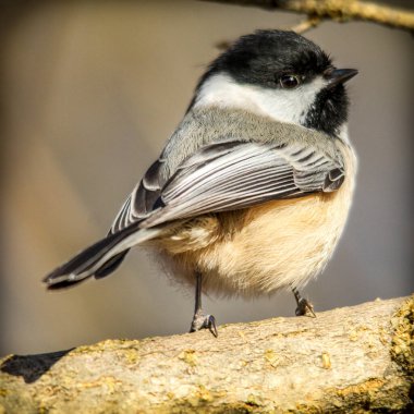 a closeup shot of a beautiful white bird clipart