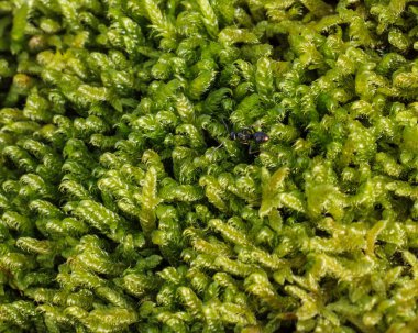 Black garden ant crawling on vibrant green moss in close-up view clipart