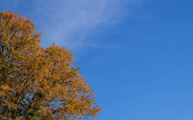 Parlak mavi gökyüzünde altın sonbahar yaprakları asgari dinginliktedir. Büyük kopyalama alanı