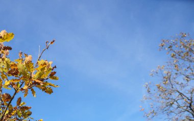 Görkemli İngiliz meşesi Quercus Robur öğle vakti aydınlık doğa gücünü uyandırır.