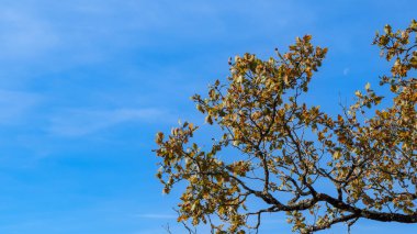 midday scene oak tree outlines on bright clear blue sky evoke clarity clipart