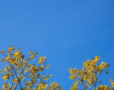 Sonbaharda mavi gökyüzünde altın meşe yaprakları ve dallar