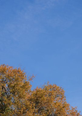 Sonbahar meşe dalları, engin mavi gökyüzüne uzanan altın yapraklar