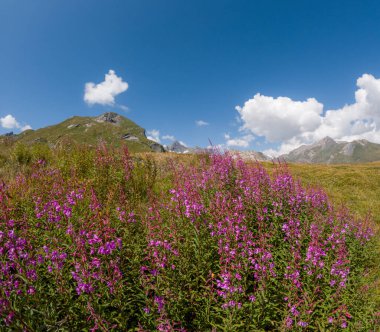 Renkli Rosebay Willoerb tarlaları görkemli dağlık tepeler ve berrak gökyüzü
