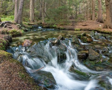 Yoğun bir orman sahnesinde akan akıntılı yosun kaplı kayalar..