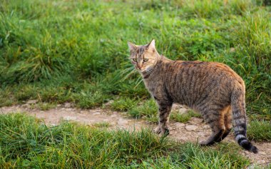 Odaklanmış çizgili kedi kırsal bir toprak yolda çimenli araziye bakıyor.