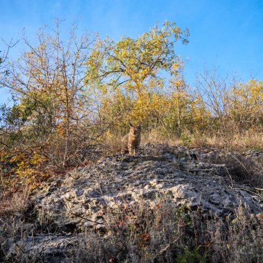 Meraklı tekir kedi kayalara tünemiş sonbahar yapraklarıyla çevrili berrak gökyüzü