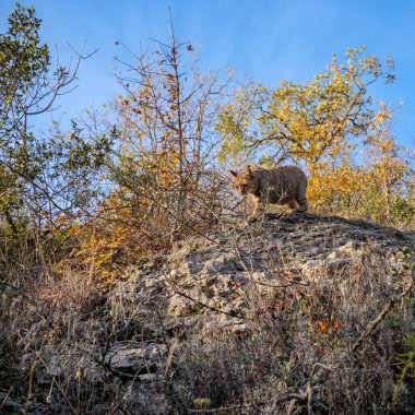 Cazibeli sahne kedisi sonbahar ortamında kayalık arazide yürüyor.