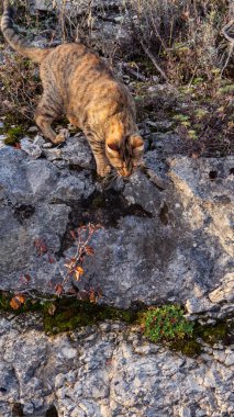 striped cat carefully descends a rocky ledge with moss and plants clipart