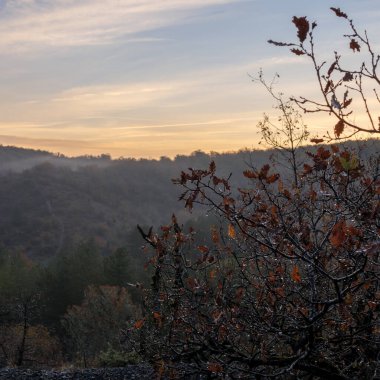 Sakin sabah manzarası sisli tepe ve çiğ kaplı dallar şafak sökerken