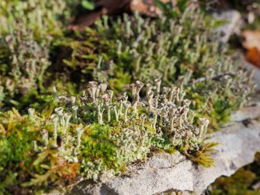 Cladonia Cup Lichens growing on stone clipart