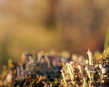 Nature Miniature Spires Cladonia Pyxidata - Pixie Cup Lichen in Detail clipart