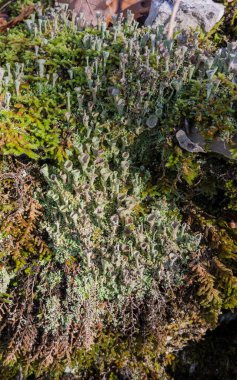 Cascading Cladonia pyxidata liken detayı yeşil yosun vurdu.