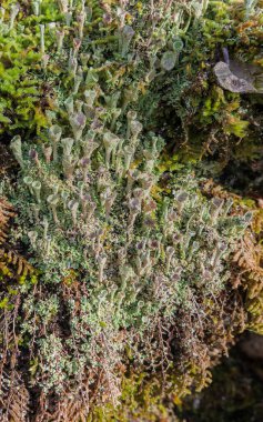 Peri Kupaları Lichen - Yosun Sembiyotik Ekosistemi Arasındaki Cladonia pyxidata