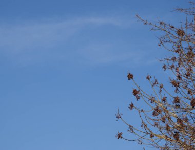 fraxinus dişbudak ağacı tohum kümeleri kül tuşu sonbaharda mavi gökyüzü