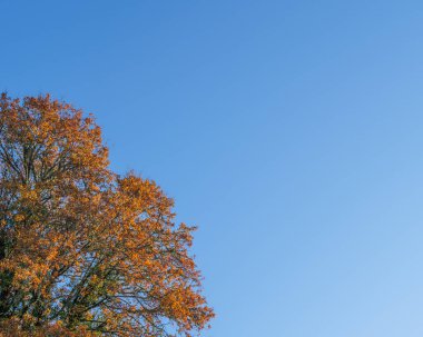 Güneşli sonbahar mevsiminde açık mavi gökyüzünde altın sonbahar meşesi ağacı