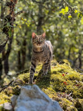 Güneşli bir ormanda, ağaçlar ve yeşilliklerle çevrili, doğanın güzelliğini ve huzurunu somutlaştıran tuhaf bir tekir dişi kedi yosunların üzerinde duruyor.