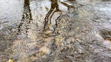 Temiz su akışı kaya yaprakları dalga dalga yansıma ağacı oluşturur