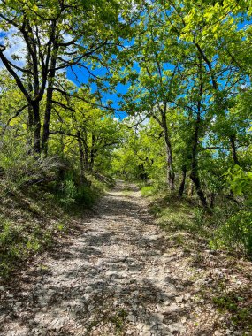 Sakin güneşli kayalık orman yolu ağaçlar bereketli bahar yaprakları mavi gökyüzü