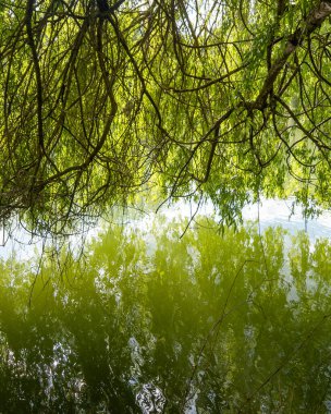 Güneşli söğüt yeşili yapraklar Caillac gölünün sakin sularını yansıtır.