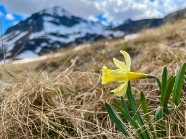 Close up delicate wild daffodil blooming dry grass snowy mountain clipart