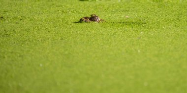 Yeşil bir ördek otuyla kamufle olmuş kurbağa başını sakin bir gölete koyar.