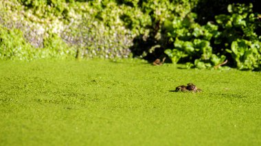 Gizli bataklık kurbağası yoğun katman ördek yosunu olarak ortaya çıkar ve çevreyi gözlemler.