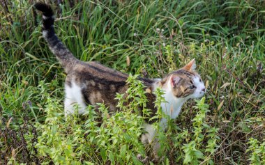 Avrupalı kısa hava meraklısı kedi yemyeşil çimlerde sinsice dolaşıyor