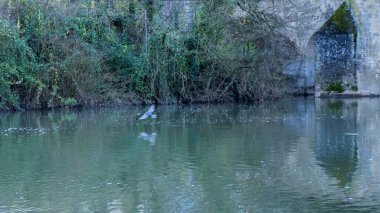 dark feathered cormorant takes flight river peaceful wildlife scene