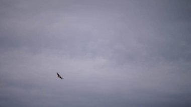 majestic common buzzard fly high embodying the spirit of wild raptors