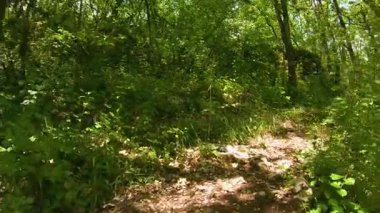 Zemin kat manzaralı yürüyüş yolu yemyeşil orman dinginliği keşfi