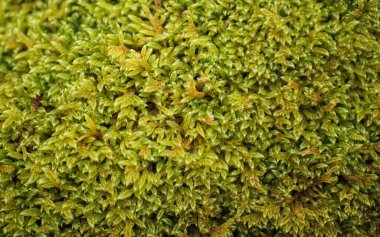 Canlı yeşil yosun, hassas dokuları, zengin orman ekosistemini kapatır.