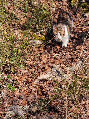 Avcı kedi hareket ediyor. Gizemli orman yaprakları. Odaklanmış gözler ileride.