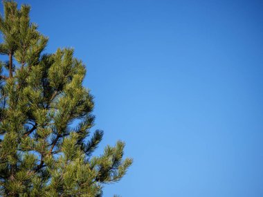 Yeşillik çam ağacı. Geniş mavi gökyüzü. Büyüme huzurunu simgeliyor.