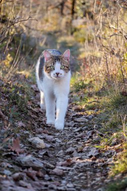 Tekir ve beyaz kedi yeşil gözler güvenli bir şekilde engebeli orman yolunda yürüyor