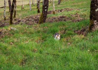 Tekir beyaz kedi uzun çim yosunlu orman alarmında yürüyor.